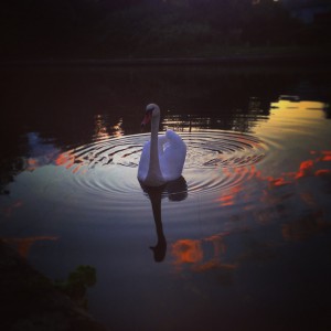 Swan on a canal at night taken with an iPhone