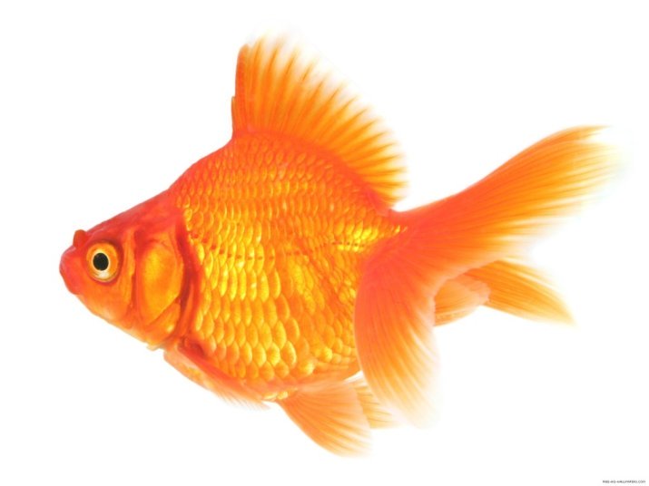 Attention span less than a Goldfish