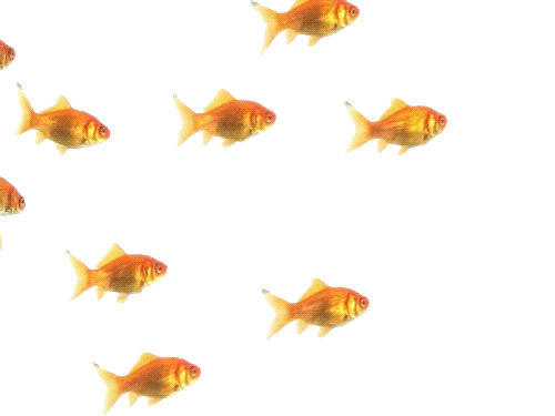 Goldfish have a 7 second attention span