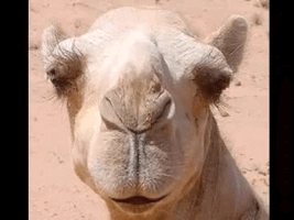 Camel gif 2021